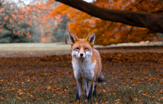 kew gardens fox autumn photography