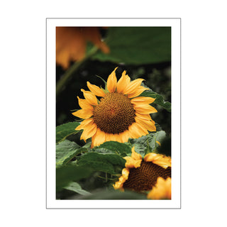 Heatwave Sunflower