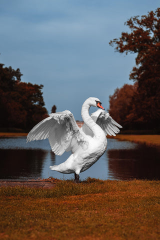 English Heritage Swan in Motion
