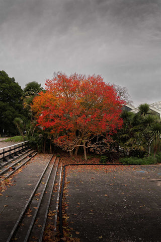 Autumn red tree Kew Gardens
